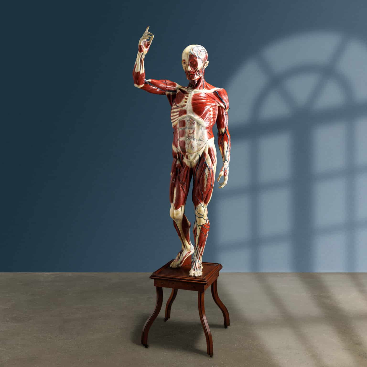 Human body, anatomical model. Maison Deyrolle, Paris early 20th century